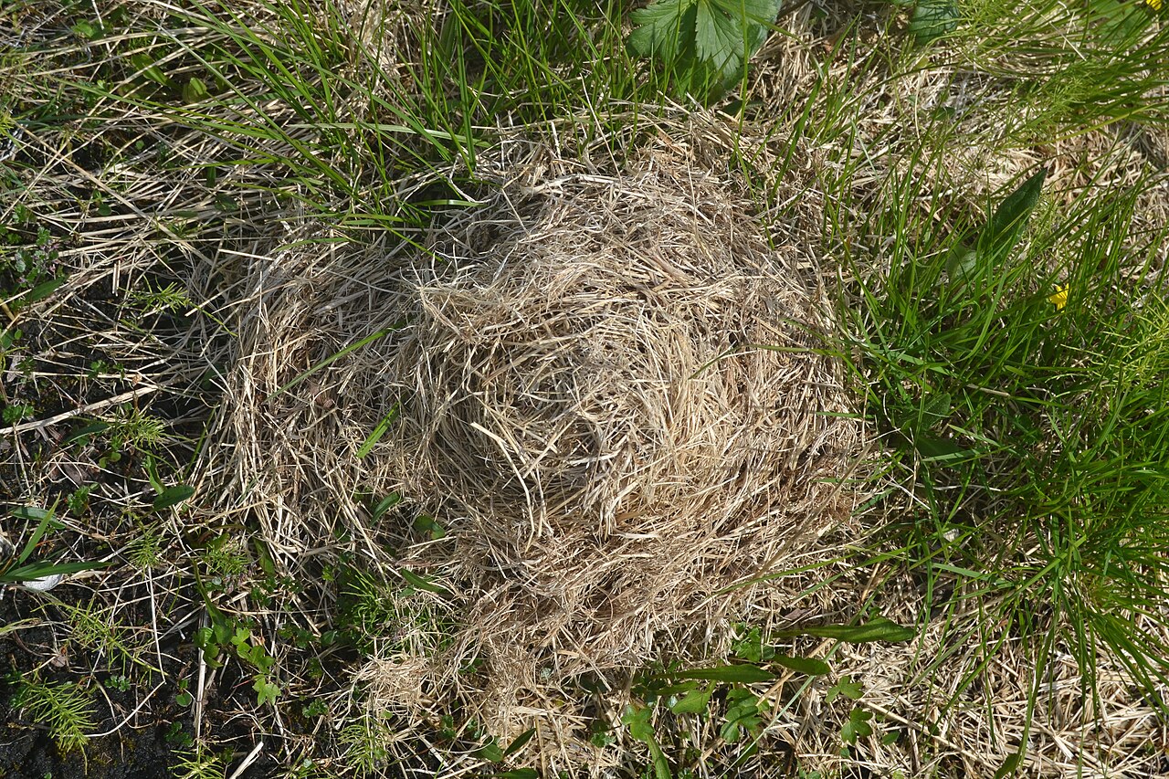 Norway Lemming, winter nest of woven grass left on the tundra after the melt, sallooaivi, storfjord, norway