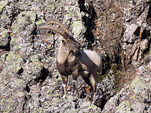 Bezoargeit (Capra aegagrus)