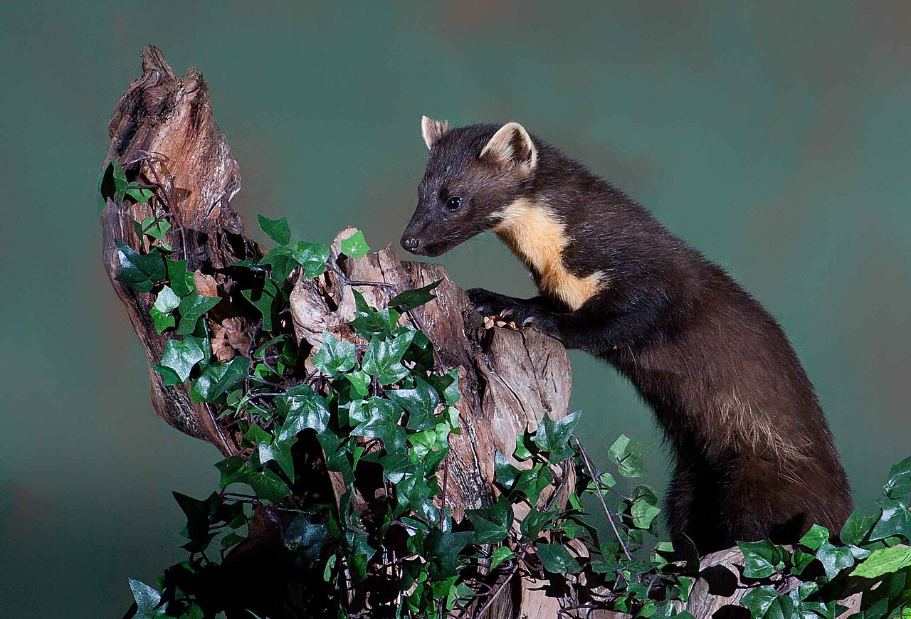 Pine marten (Martes martes)