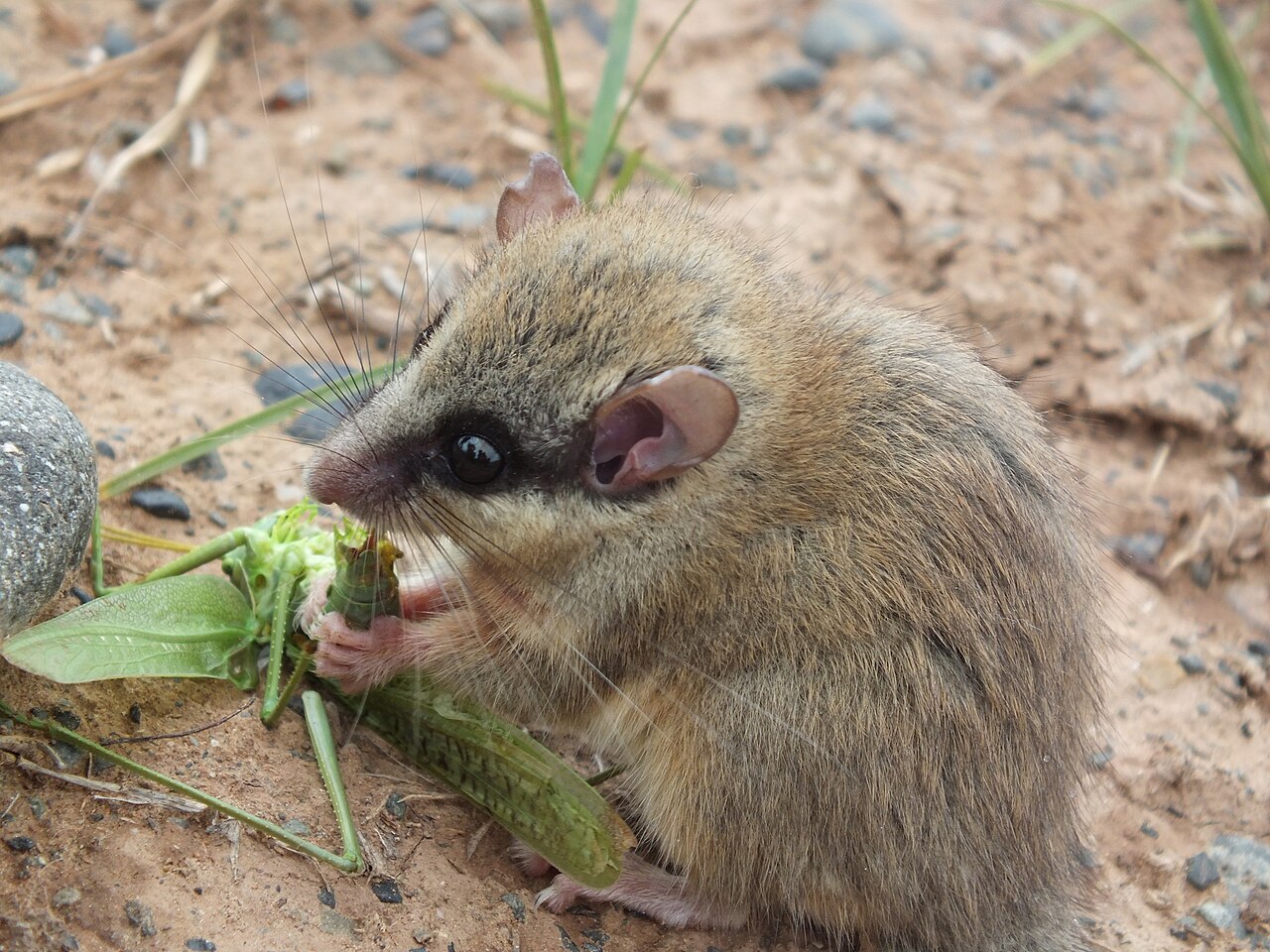 Muscardino Balcánico, cabeza de cerca con un saltamontes capturado, xinjiang: la raya ocular negra va de la nariz a la base de la oreja y no más allá