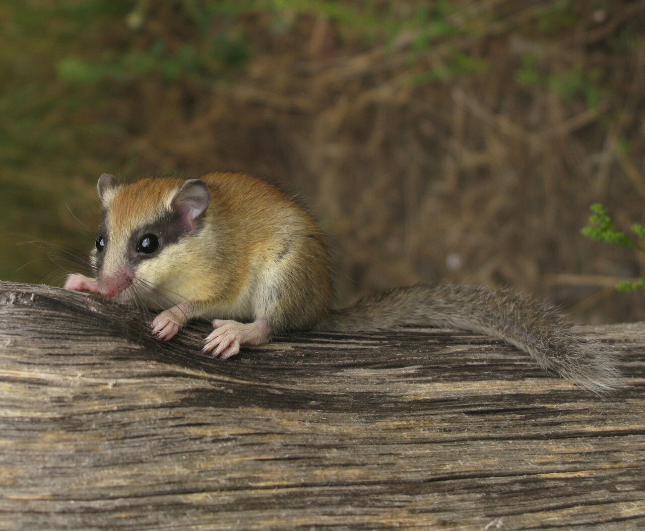 Muscardino Balcánico (Dryomys nitedula)