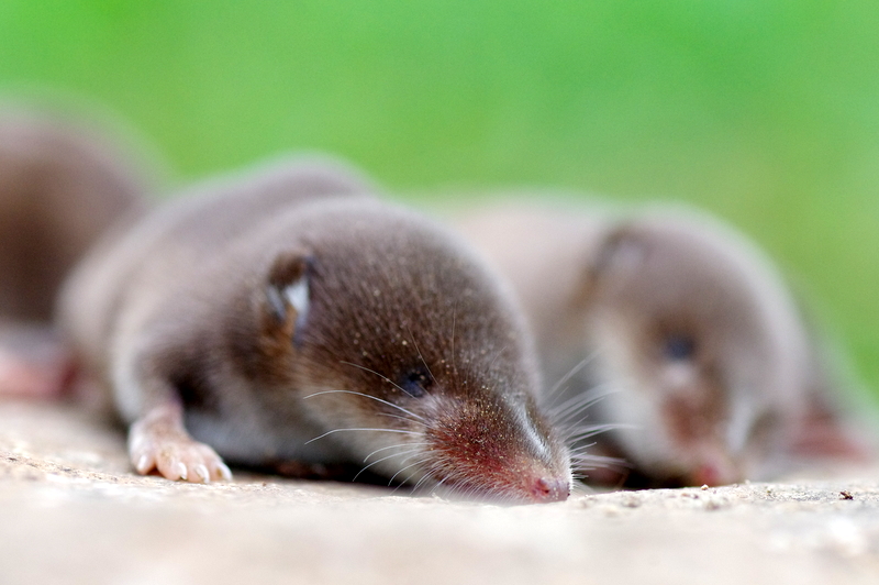 Common shrew, head close up: long mobile snout with red-brown tooth tips, minute eyes and ears buried in the fur