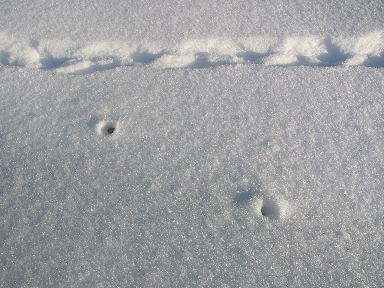 Common shrew, track line with the holes where the animal dived under the snow — in winter shrews hunt in the space between snow and ground