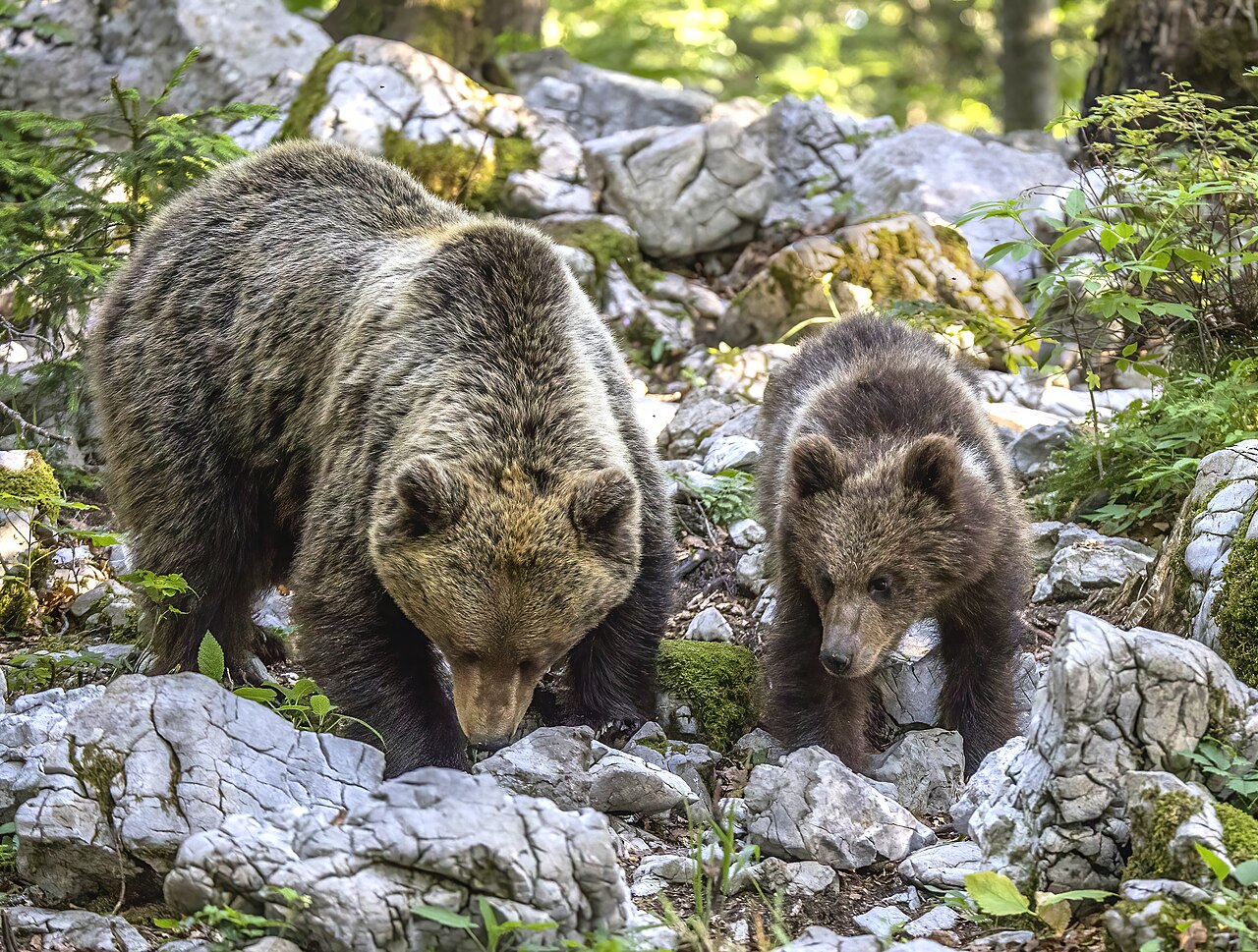 Brown Bear, female with a fourteen-month-old cub on the limestone blocks at stari kot, slovenia