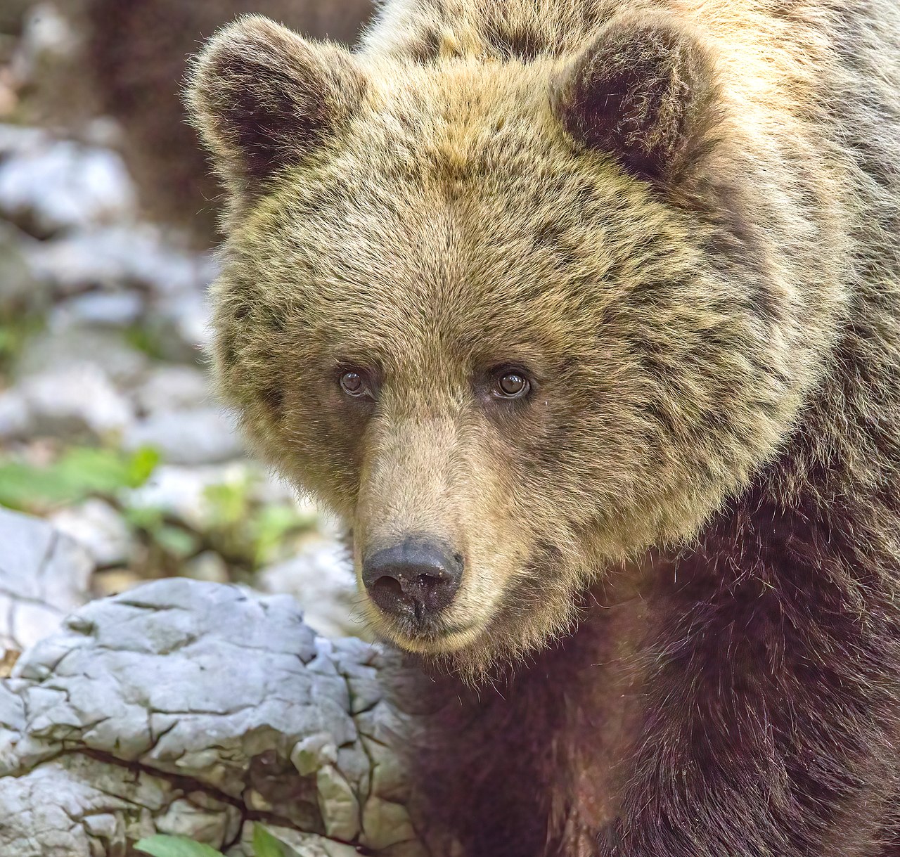 Brown Bear, head close up: the dished forehead profile and short rounded ears of the european brown bear