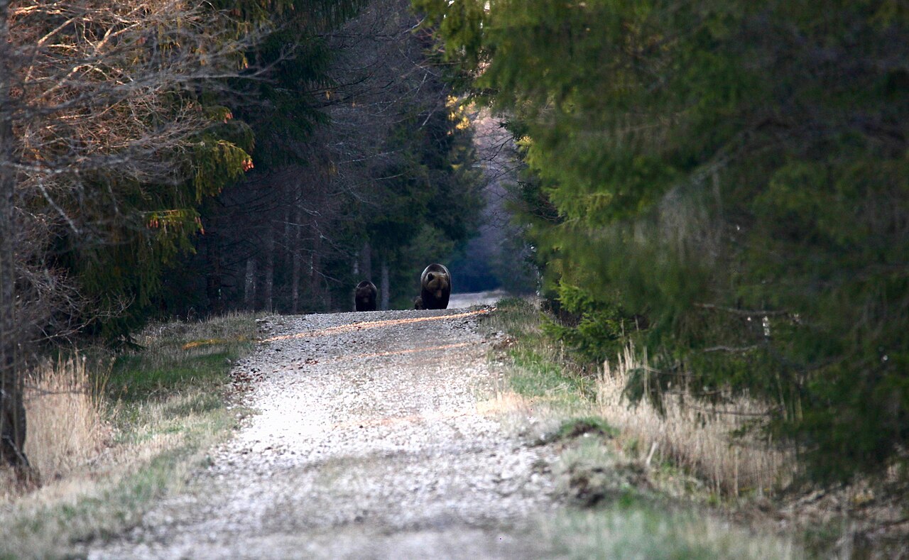 Brown Bear, female and cub on a forest track through estonian conifer woodland in early spring
