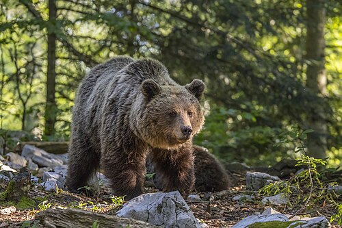 Bruine beer (Ursus arctos)