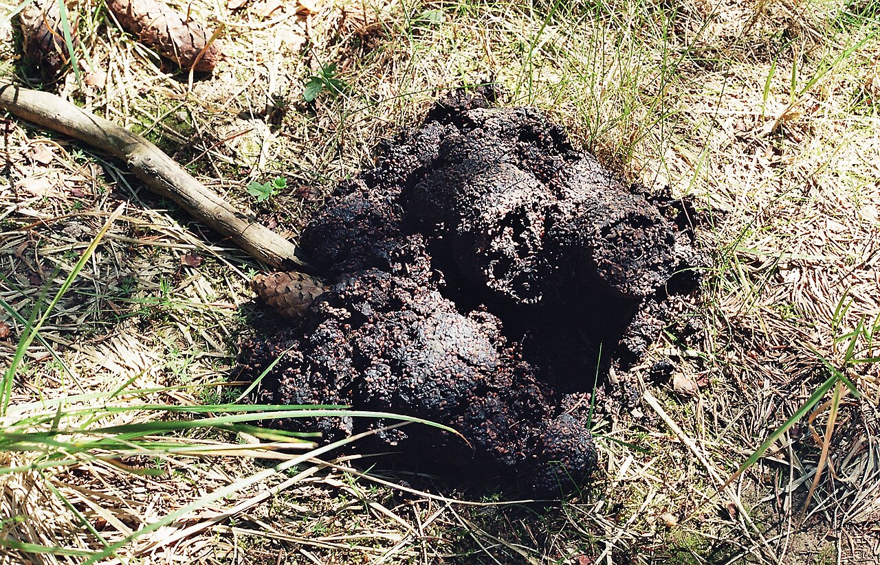 Brown Bear, large dark dropping on a forest track in the carpathians (penteleu and vrancea mountains, romania), coarse and full of plant remains