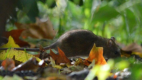 Bruine rat (Rattus norvegicus)