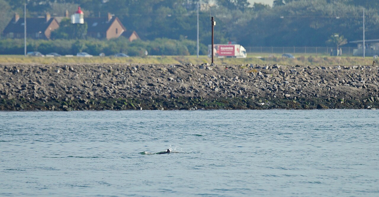 Harbour porpoise (Phocoena phocoena)