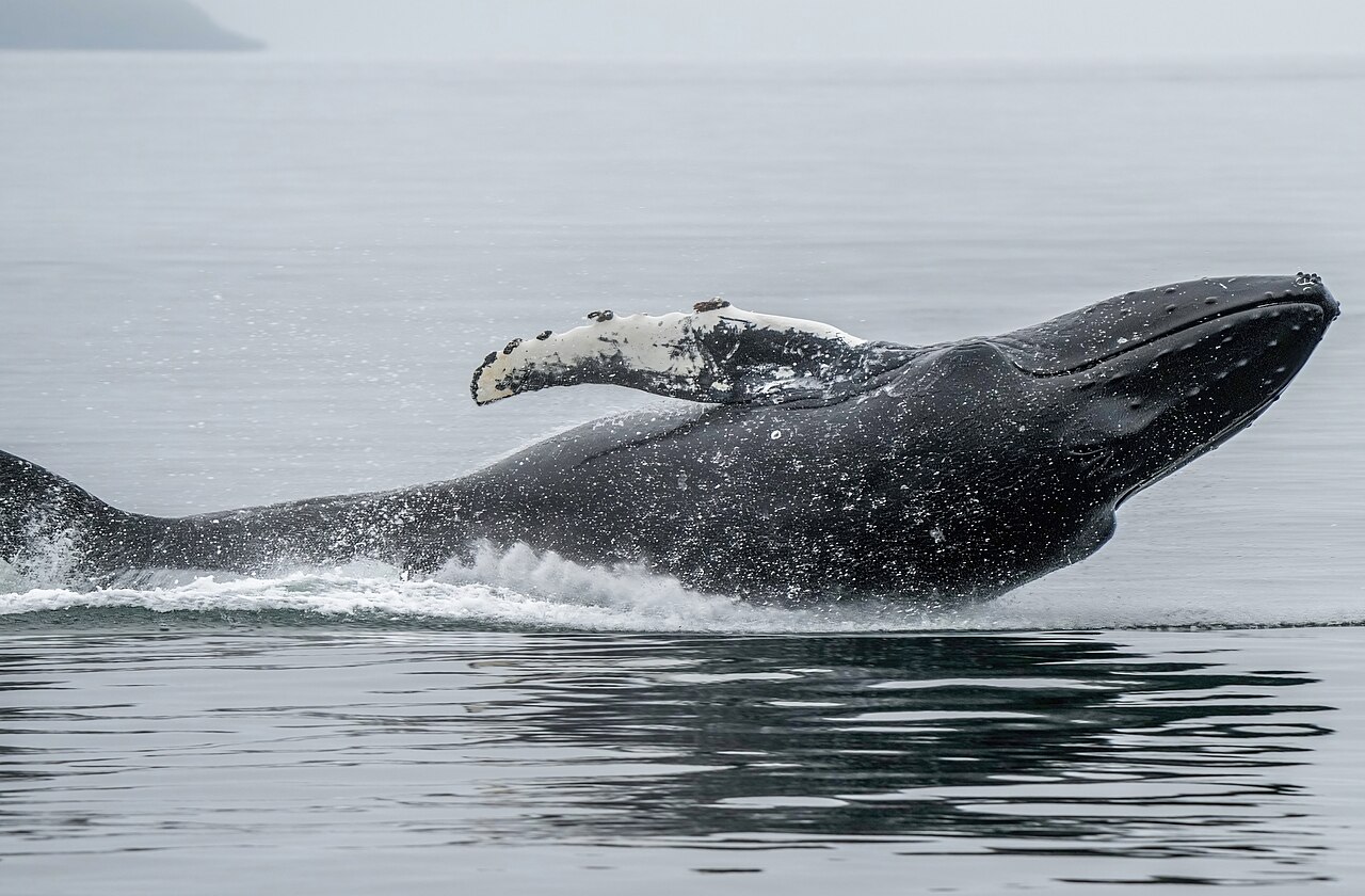 Bultrug (Megaptera novaeangliae)