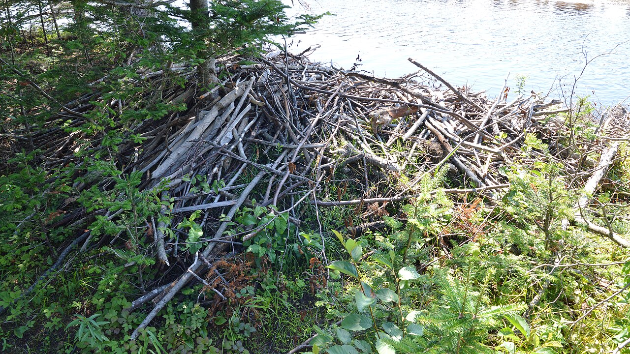 North American Beaver, lodge against a wooded shore in newfoundland: conifer forest with willow and birch on slow water is the habitat it found again in finland