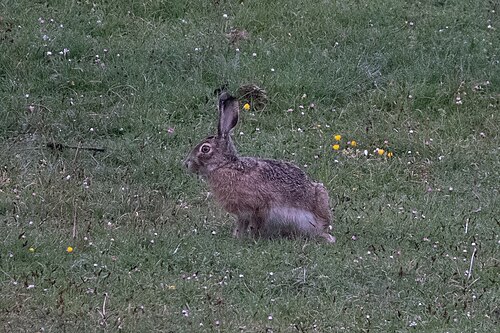 Cantabrische haas (Lepus castroviejoi)