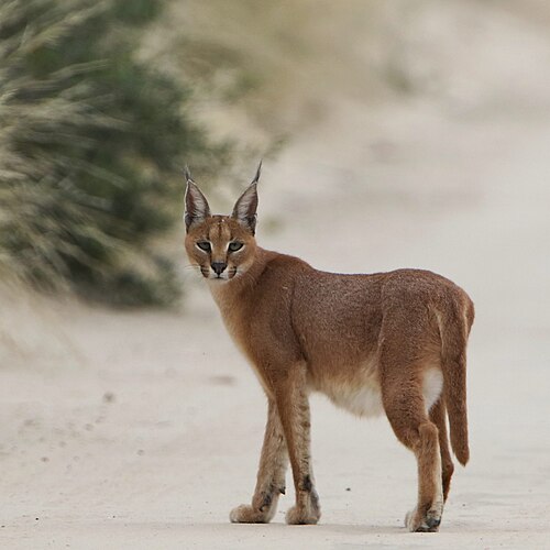 Caracal (Caracal caracal)