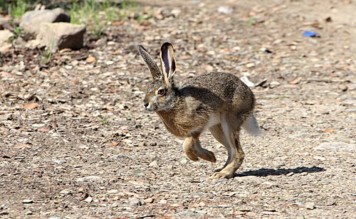 Corsicaanse haas (Lepus corsicanus)