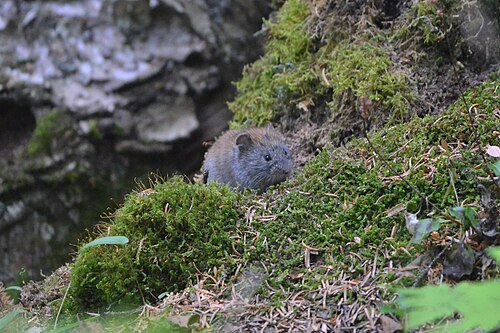 Craseomys rufocanus (Craseomys rufocanus)