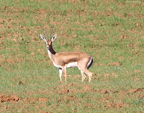 Edmigazelle (Gazella cuvieri)
