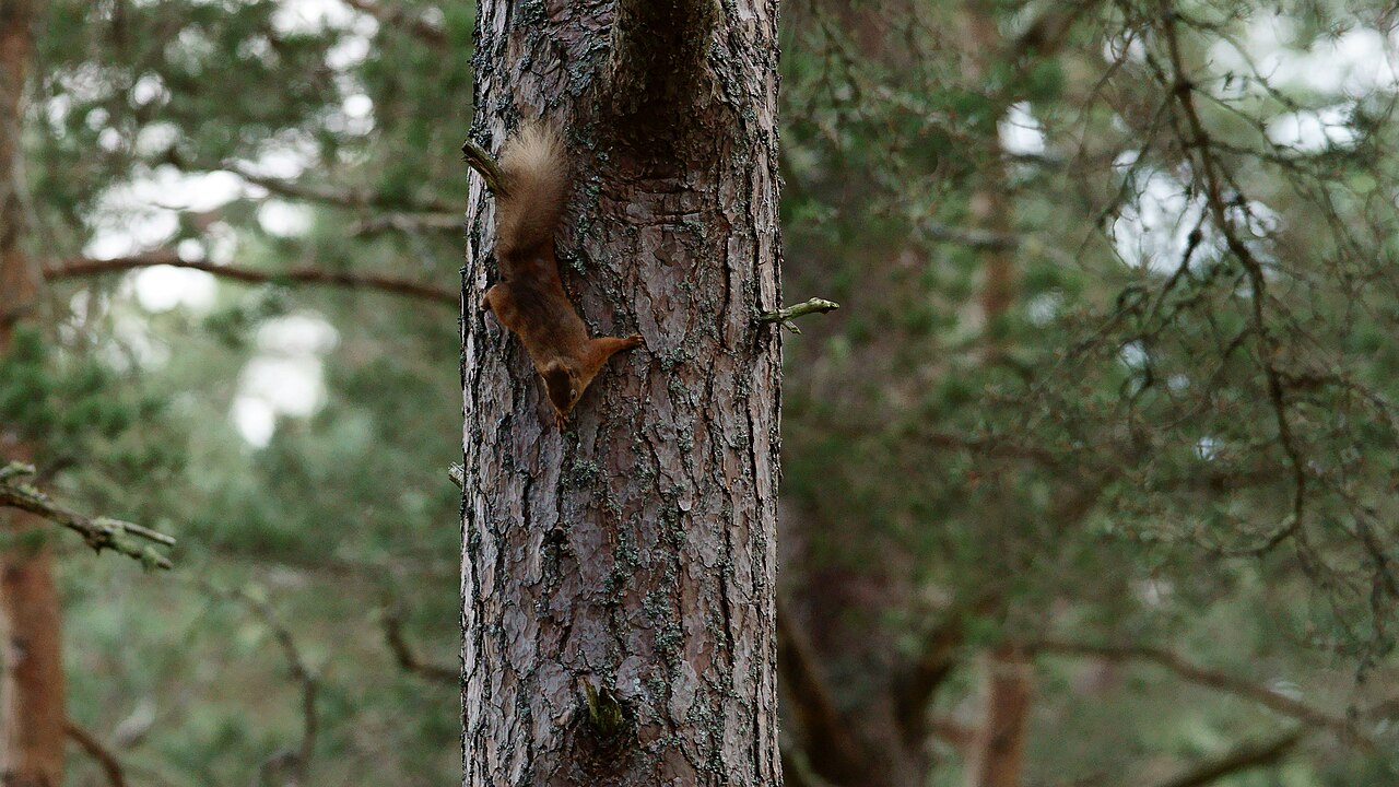Ardilla Roja, en el pinar caledonio de abernethy, escocia — el bastión de la especie en gran bretaña