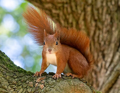 Euraziatische rode eekhoorn (Sciurus vulgaris)