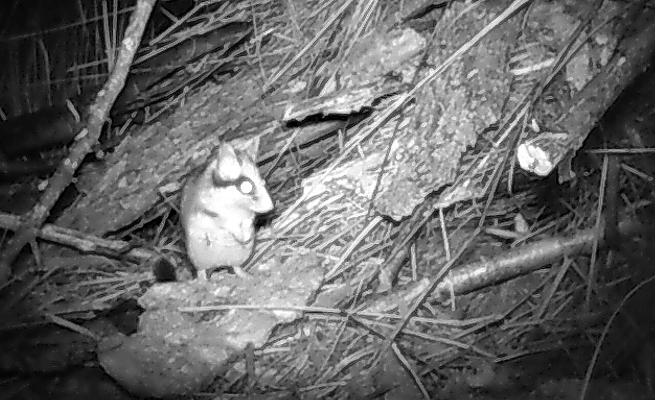 Lirón Careto, en el suelo de una franja naturalizada cerca de klein-winternheim, hesse renana (fototrampeo, infrarrojo)