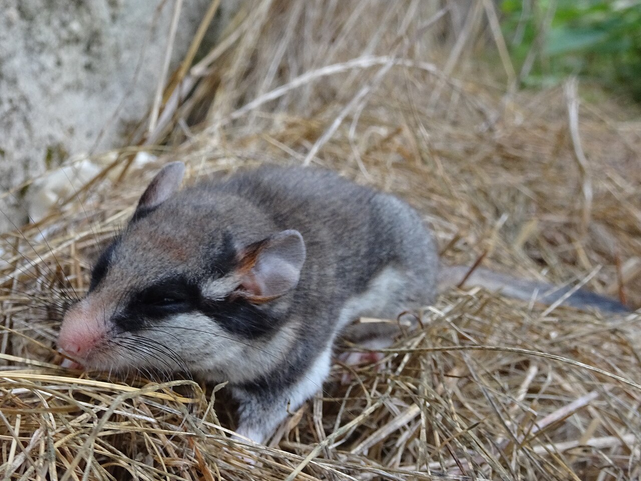 Lirón Careto (Eliomys quercinus)