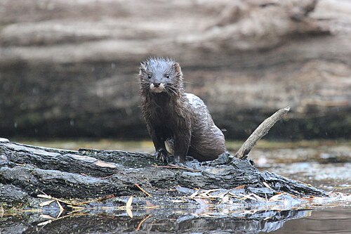 Europese nerts (Mustela lutreola)