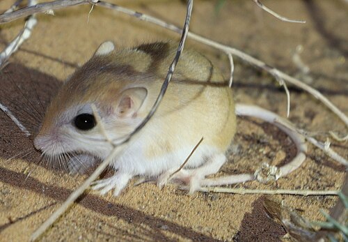 Gerbillus henleyi (Gerbillus henleyi)