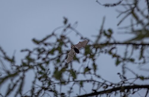 Gewone dwergvleermuis (Pipistrellus pipistrellus)