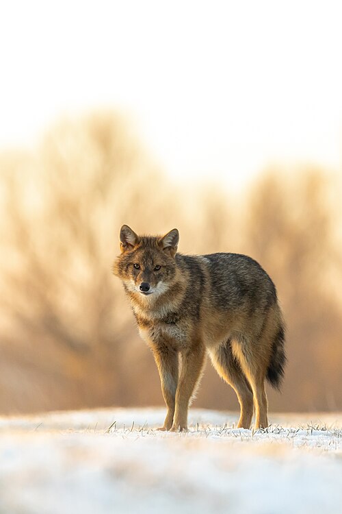 Golden jackal (Canis aureus)