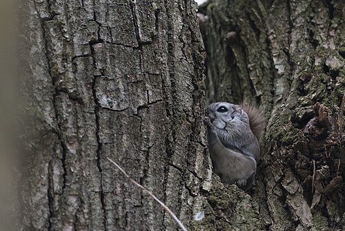 Gewone vliegende eekhoorn (Pteromys volans)