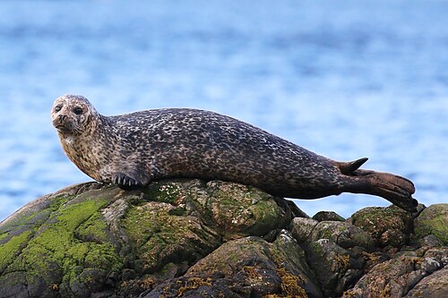 Gewone zeehond (Phoca vitulina)