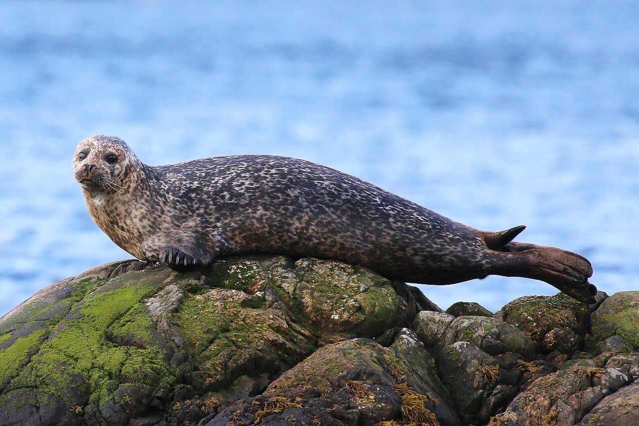Gewone zeehond (Phoca vitulina)