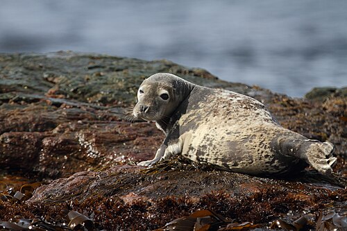 Grijze zeehond (Halichoerus grypus)