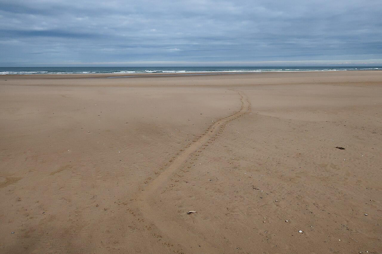 Grey seal, drag trail on the beach: a single broad smooth groove running inland from the tide line, with the fore-flipper scrabble marks alongside