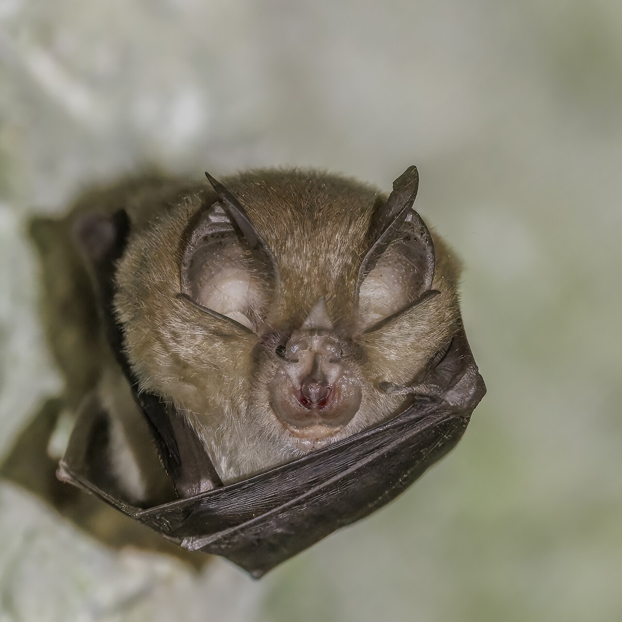 Greater horseshoe bat (Rhinolophus ferrumequinum)