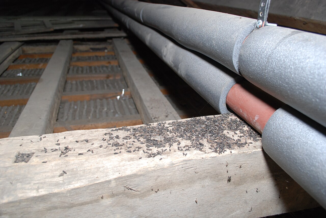 Greater horseshoe bat, bat droppings on an attic beam below a roost: dry glossy pellets full of insect remains