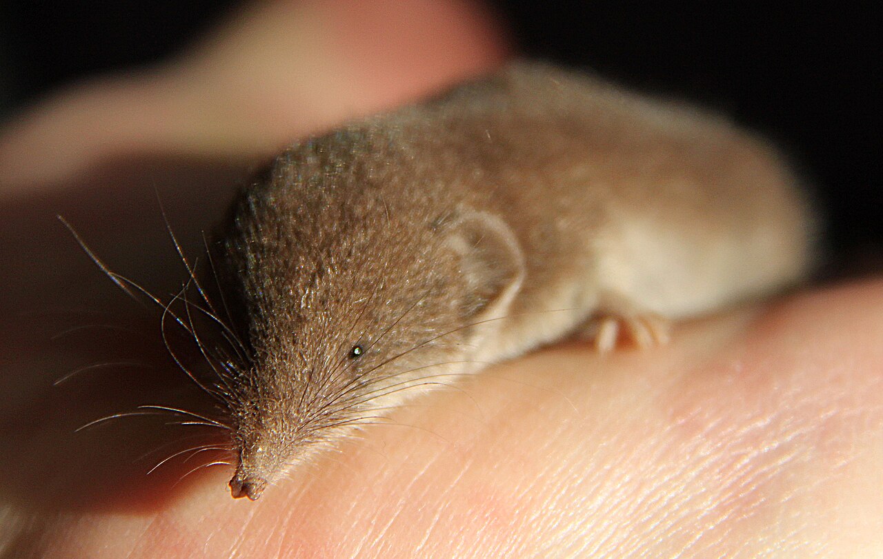 Huisspitsmuis, jong dier in de hand, binnengelopen in een keuken in rozenburg: het grote vrijstaande oor, het speldenknopoog en de lange snuit met de bundel snorharen zijn hier op ware grootte te zien