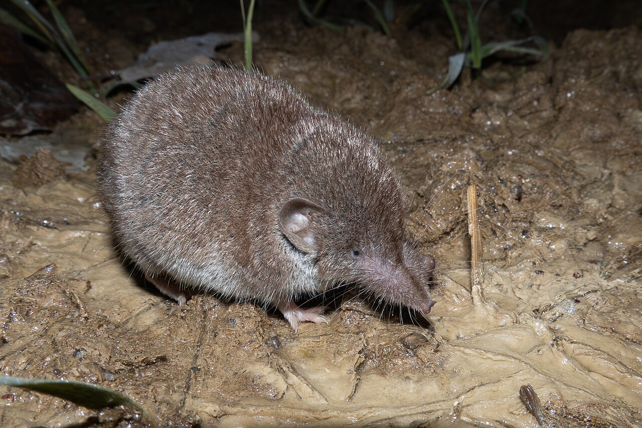 Huisspitsmuis (Crocidura russula)