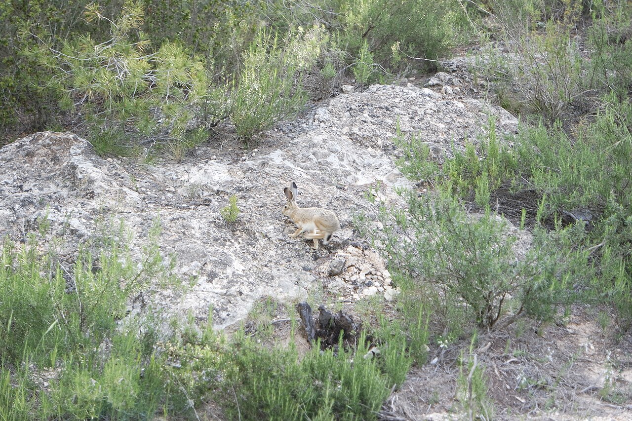 Granada Hare, in rosemary scrub on bare limestone, sierra de salinas, alicante — the dry mediterranean mosaic it belongs to
