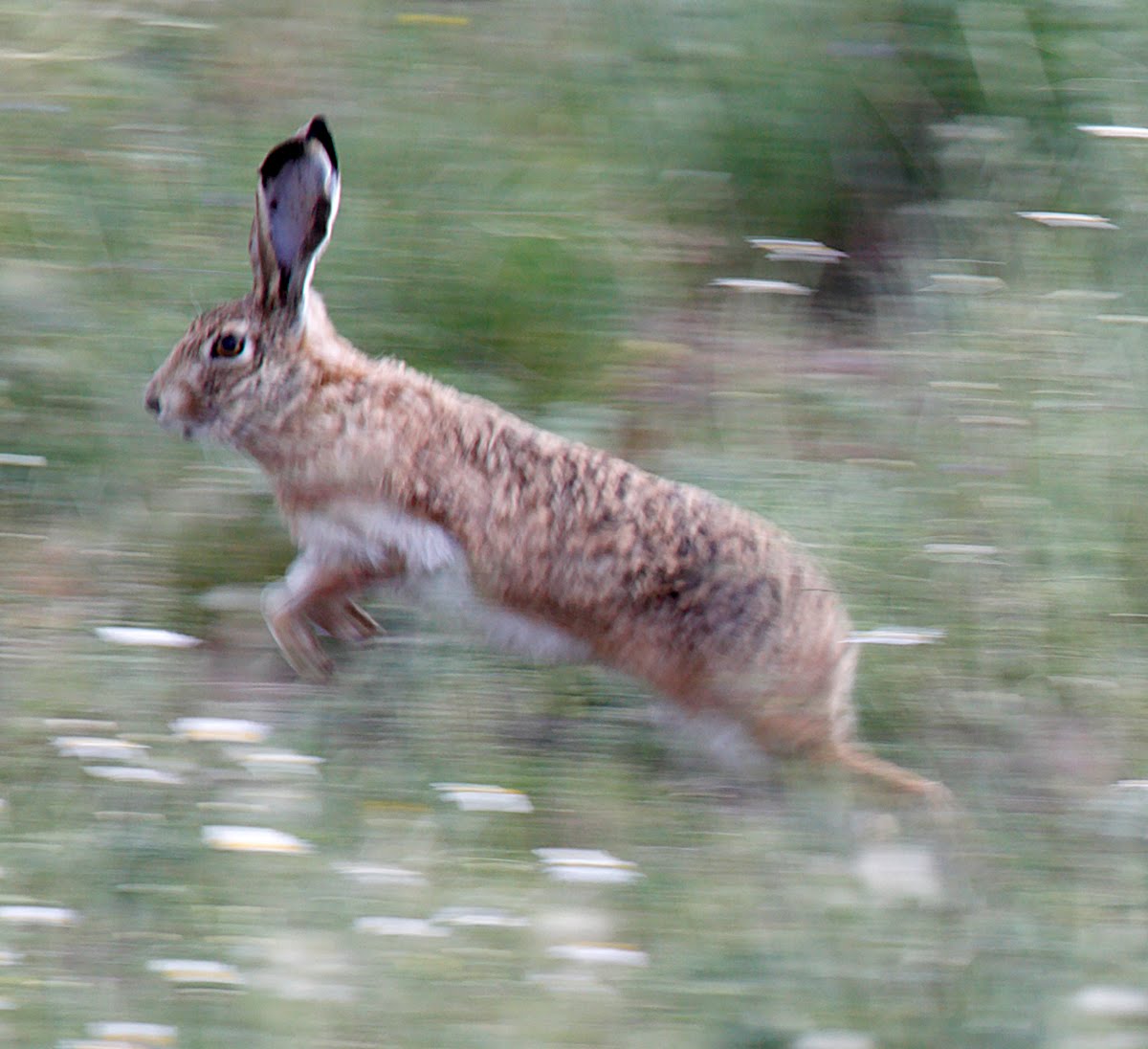 Granada Hare, running in the monte del pardo near madrid: the black-tipped ears and the white stripe on the foreleg