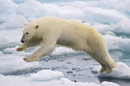 IJsbeer (Ursus maritimus)