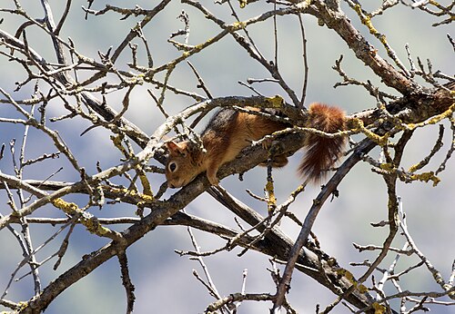 Kaukasuseekhoorn (Sciurus anomalus)