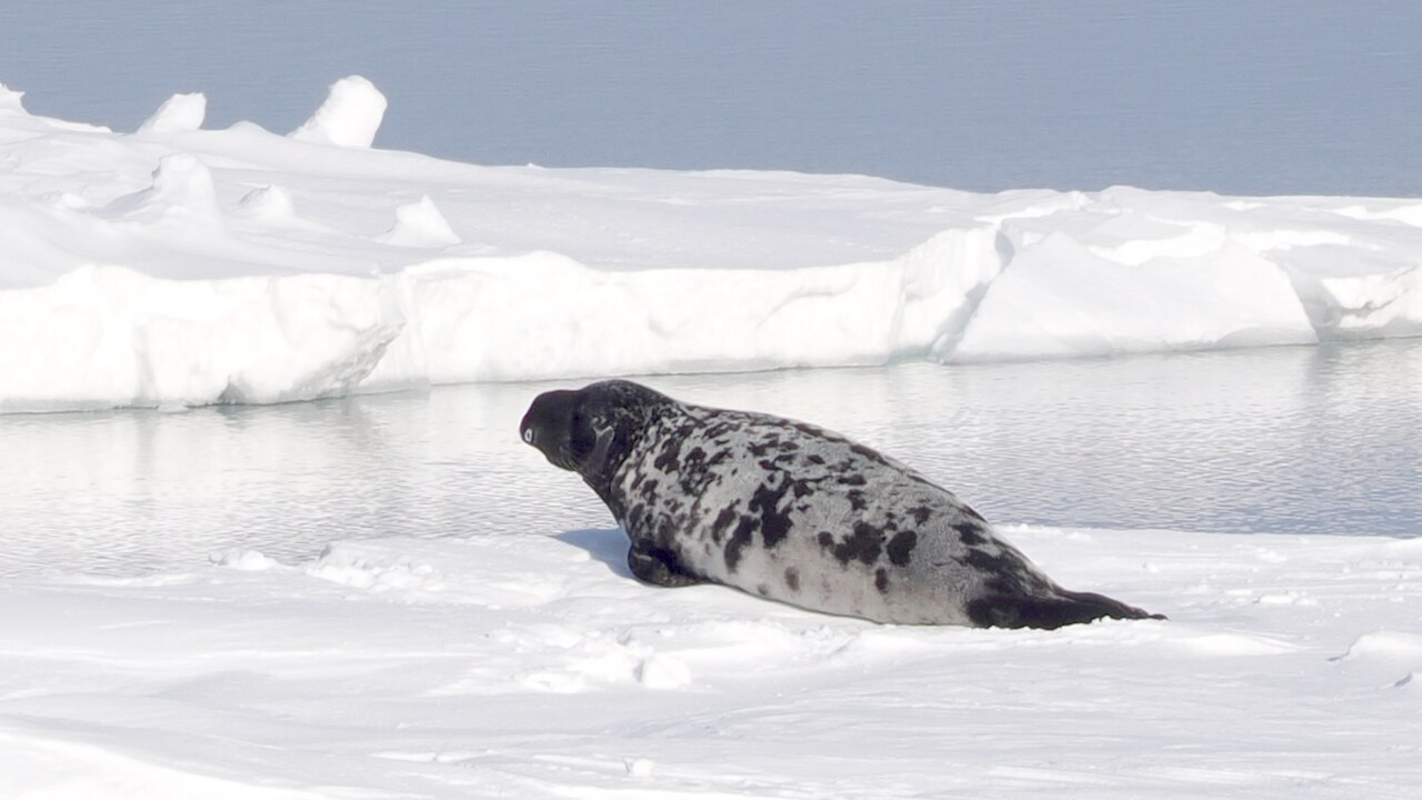 Hooded seal (Cystophora cristata)