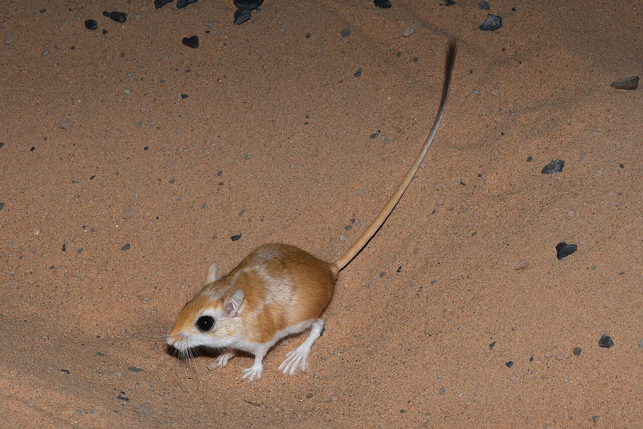 Gerbillus gerbillus, sobre arena móvil lisa y desnuda en marruecos, el hábitat en el que se adentra más que sus parientes; la cola se ve aquí entera y es más larga que todo el animal
