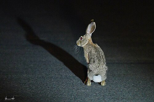 Lepus mediterraneus (Lepus mediterraneus)