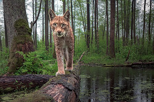 Euraziatische lynx (Lynx lynx)