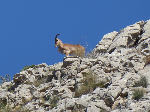 Manenschaap (Ammotragus lervia)