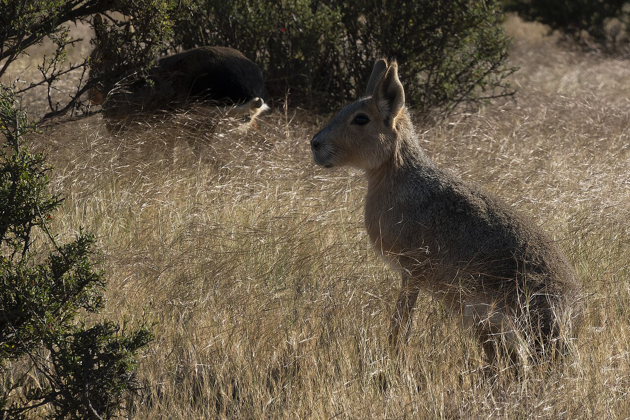 Patagonian mara, in the shrub steppe of argentina, with a second animal behind the bush: sitting up tall, the way a mara scans open country