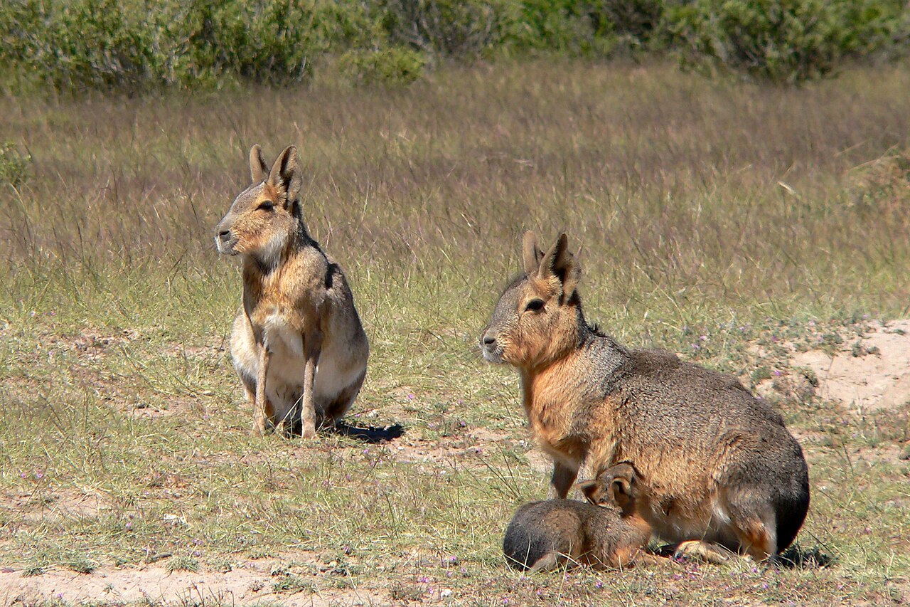 Patagonian mara, pair with a suckling young on the valdés peninsula, argentina; the young is already furred and open-eyed, and the male keeps watch a few metres off
