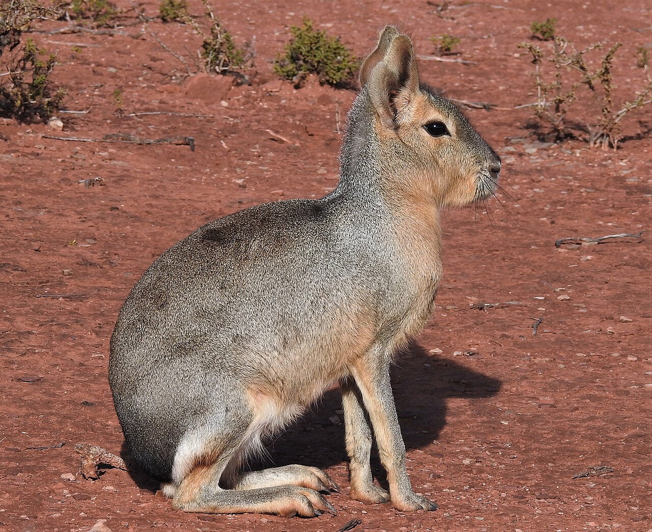 Patagonian mara (Dolichotis patagonum)